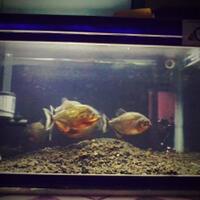 sharing-seputar-ikan-predator-ikan-buas---part-3