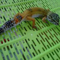 9788new-ask-about-leopard-gecko9788