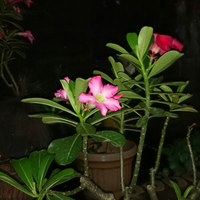 lounge-sony-xperia-z1