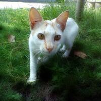 mengenal-kucing-kampung-dari-warnanya