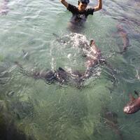 wisata-karimun-jawa-menikmati-keindahan-biota-laut-di-tanah-jawa