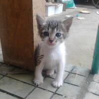 mengenal-kucing-kampung-dari-warnanya