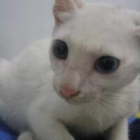 mengenal-kucing-kampung-dari-warnanya