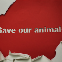 kemana-hati-dan-pikiran-kalian-save-animals-for-better-world