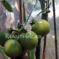 vegetable-lovers---official-thread---part-3