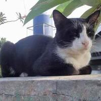 mengenal-kucing-kampung-dari-warnanya