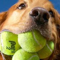 punya-bola-tenis-bekas--jangan-dibuang-gan-kasih-ke-ane-aja