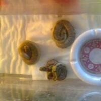 ball-python-python-regius-lovers-masuk-sininew-home---part-1