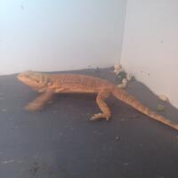 bearded-dragon