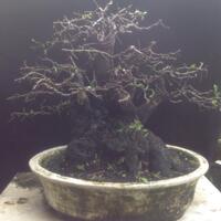 bonsai-kaskus-reborn--forum-sharing--diskusi-seputar-seni-bonsai-indonesia