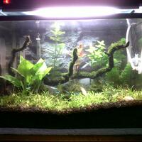 aquascape-for-everyone-learning-and-sharing