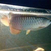 arowana--new-thread