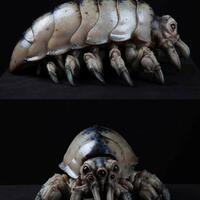 isopod-serangga-laut-yg-lebih-kejam-dari-piranha