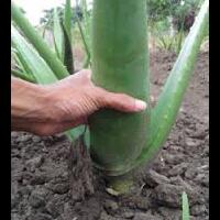 lidah-buaya