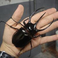 indonesia-beetle-lovers