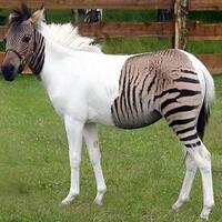 pic-ratusan-orang-datangi-florence-italia-untuk-lihat-hewan-langka--zonkey