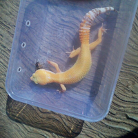 9788new-ask-about-leopard-gecko9788