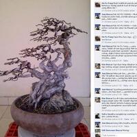 bonsai-kaskus-reborn--forum-sharing--diskusi-seputar-seni-bonsai-indonesia