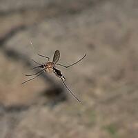 pic-mencoba-lebih-dekat-dengan-serangga-menggunakan-kamera-hp