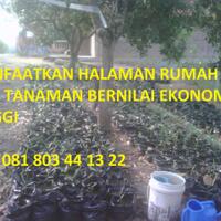 kreasi--ide-pada-lahan-sempit