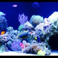 961296129612biodata-penghuni-saltwater-fish-961296129612