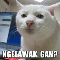 cara-kucing-berkomunikasi