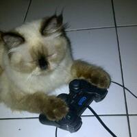 cara-kucing-berkomunikasi