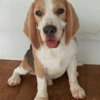 dog-lovers-tangerang-kumpul-disini-yah