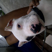 dogo-argentino-lovers---part-2