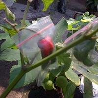 pohon-tin-pohon-ara-buah-tinbuah-ara-untuk-cancer-dan-collesterol-tinggi---part-2