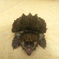 common-n039-alligator-snapping-club---part-3