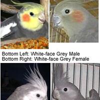 8776877698299829-penggemar-cockatiel---falck---parkit-australi-9829982987768776