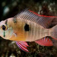 ramirezi-world-cantiknya-cichlid-mini