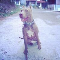 the-american-pitbull-lover039s---part-4