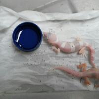 9788new-ask-about-leopard-gecko9788