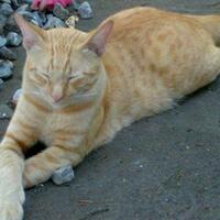 10-jenis-kucing-tanpa-bulu