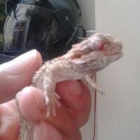 bearded-dragon