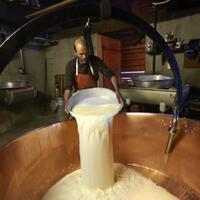 foto-foto-pembuatan-keju-asli-dari-swiss-gan