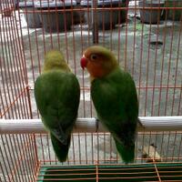 lovebird-lovers