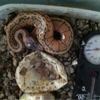 ball-python-python-regius-lovers-masuk-sininew-home---part-1