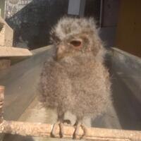 thread-khusus-burung-hantu-owl-kaskus---part-5