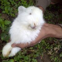 rcc-rabbit-lover---part-2