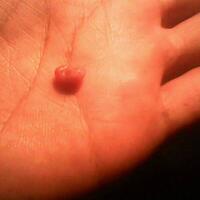 sugar-gliderlanjut---part-3