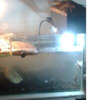 ltgtltgt-new-home-all-about-res-red-ear-slider---kura-brazil-ltgtltgt---part-1