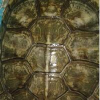 ltgtltgt-new-home-all-about-res-red-ear-slider---kura-brazil-ltgtltgt---part-1