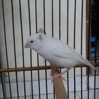 sharepecinta-kenari--jenis-finch-lain-blackthroat-engasr-mozambik-kumpul-disini---part-1