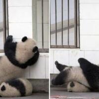 lucu-gan-mau-quotkaburquot-panda-kecil-malah-terguling