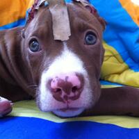 the-american-pitbull-lover039s---part-4