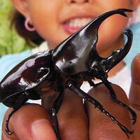 mengenal-lebih-dalam-tentang-si-kumbang-tanduk-hewan-eksotis-ibl