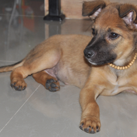 9733973397339733-anjing-belgian-malinois-dog-lovers-k9-police-club-9733973397339733